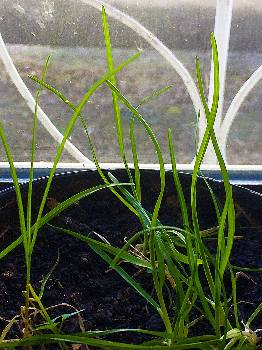 zgrass 002 zgrass 002