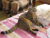 VFL.RU - ваш фотохостинг