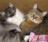 VFL.RU - ваш фотохостинг