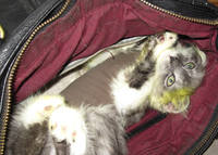 VFL.RU - ваш фотохостинг