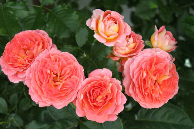 Чайная беседка