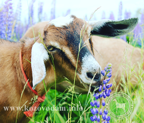 Брауни 2 Алена Филиппова