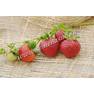 Земляника садовая Эви 2