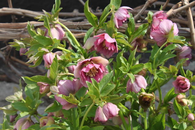 Чайная беседка