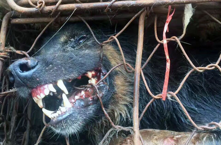 Dog-Meat-Still-on-the-Menu-at-Tomorrow-s-Controversial-Yulin-Festival-8