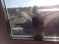 Тарталетки & Ко