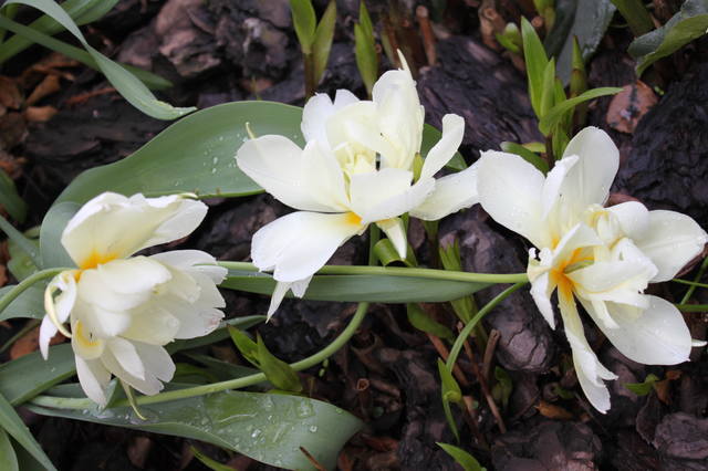 Чайная беседка