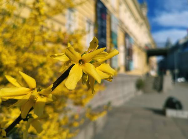 Публикувано изображение