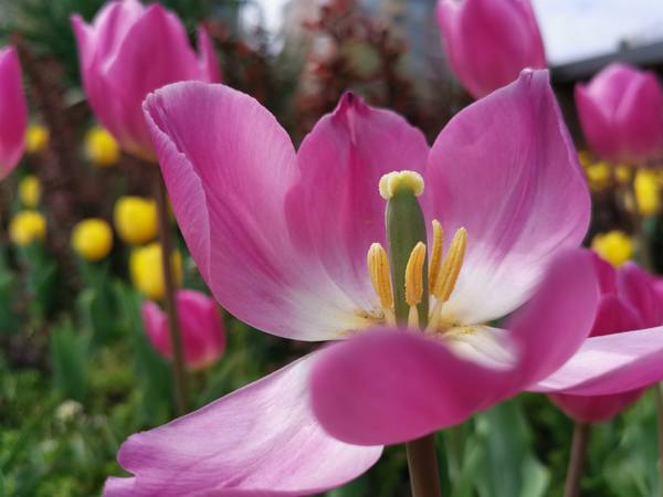 Публикувано изображение