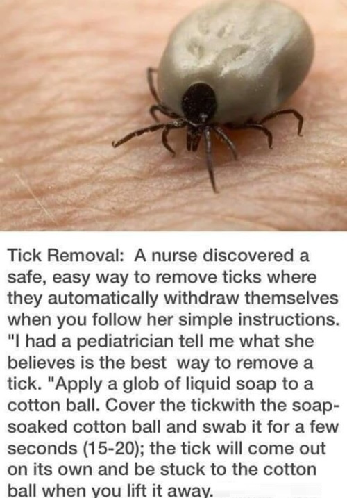Tick removal