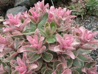 i?id=e2109e9084c00c4e8f30b436e6e7d3df-l&n=13