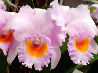 Cattleya schroederae tipo Rio