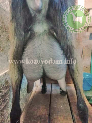 Шери 4 Щеглова Н.Г.