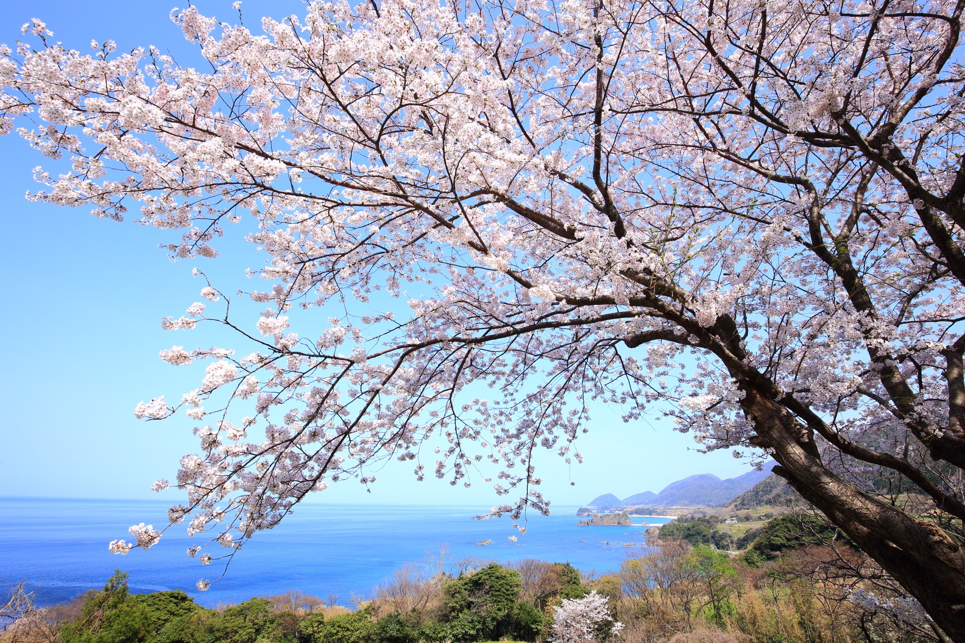 tangomatsushima-sakura