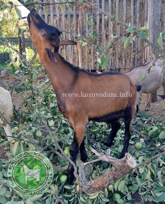 Чингизхан Марина 9162