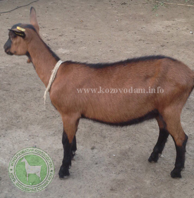 Майка мать Зинка Марина 9162