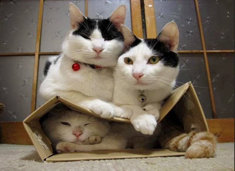 котики - это святое котики - это свято
