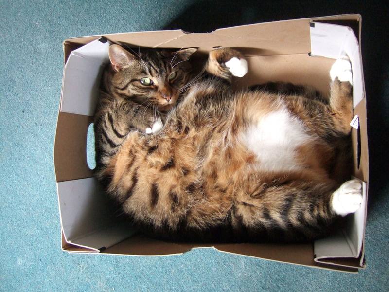 Котик в коробке от РЖД котик в коробке