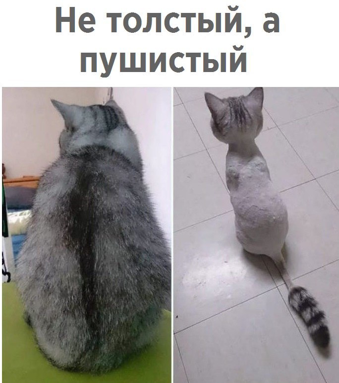 котики