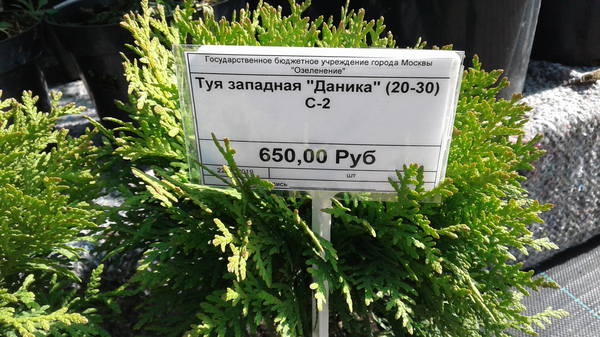 компакта компакта