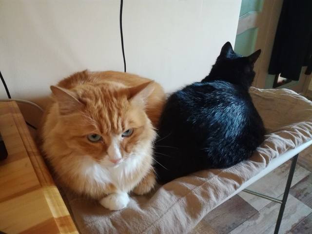 Кошки в нашей жизни. Кошки и все, что с ними связано.