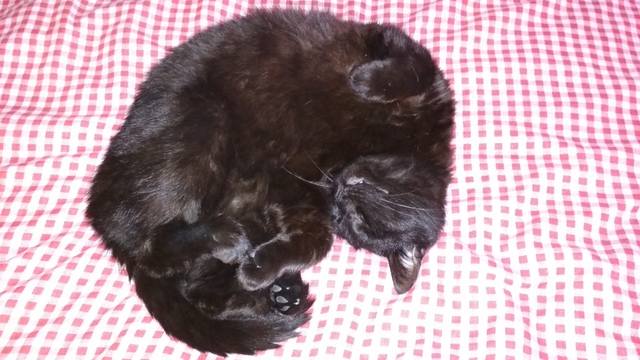 Кошки в нашей жизни. Кошки и все, что с ними связано.