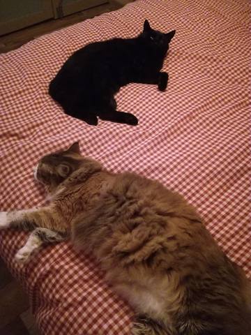 Кошки в нашей жизни. Кошки и все, что с ними связано.