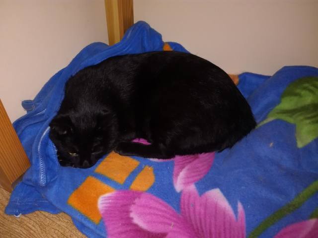 Кошки в нашей жизни. Кошки и все, что с ними связано.