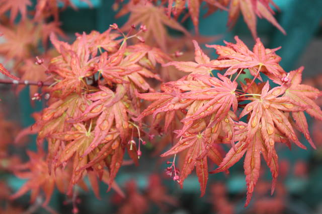 Чайная беседка