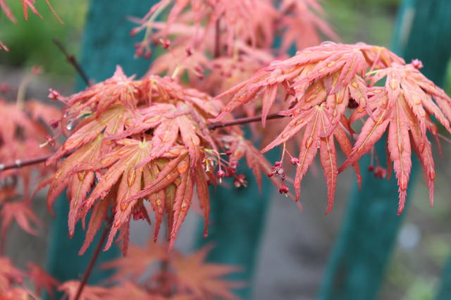 Чайная беседка