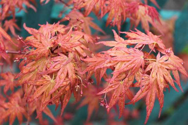 Чайная беседка