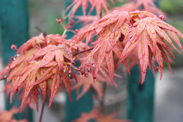 Чайная беседка