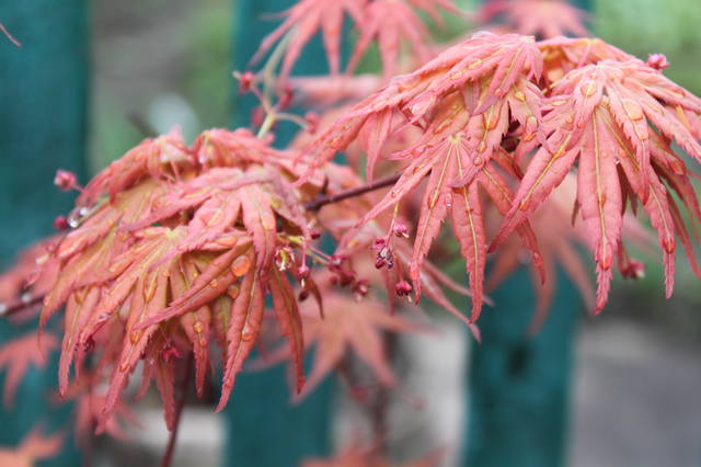 Чайная беседка