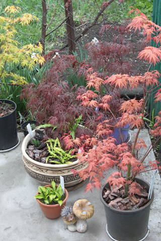 Чайная беседка