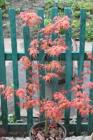 Чайная беседка