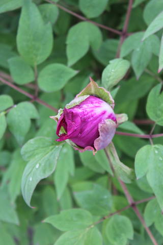 Чайная беседка