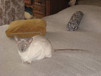 VFL.RU - ваш фотохостинг