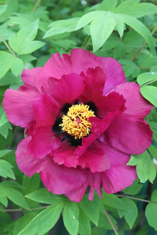 Чайная беседка