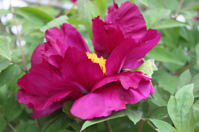 Чайная беседка