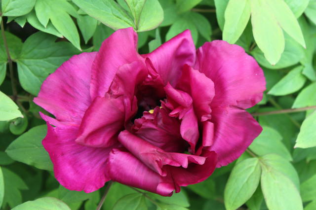 Чайная беседка