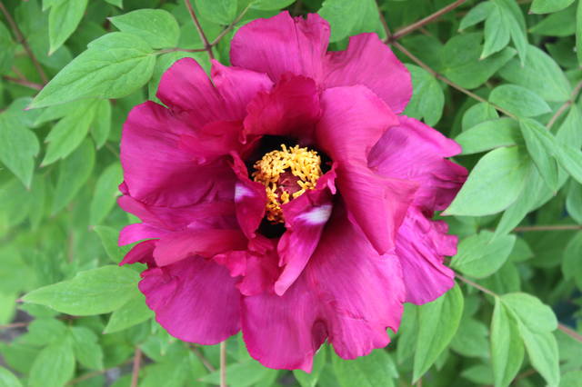 Чайная беседка