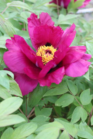 Чайная беседка