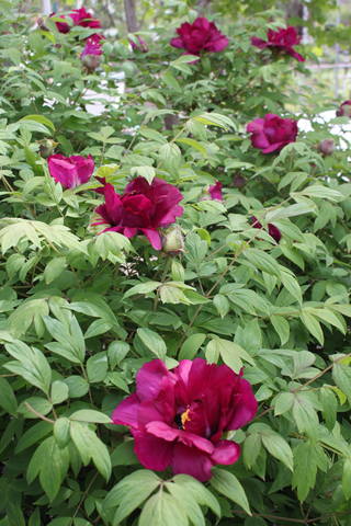 Чайная беседка