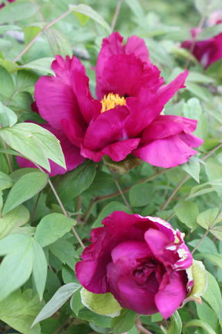 Чайная беседка