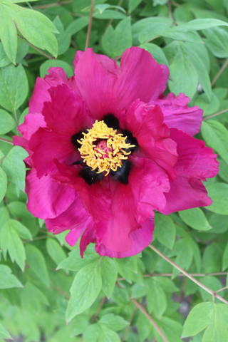 Чайная беседка