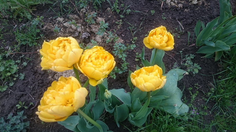 монте карло