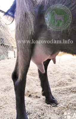 Гамма 3 Егорова Людмила