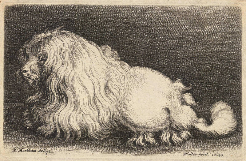 17th-century-engraving-poodle
