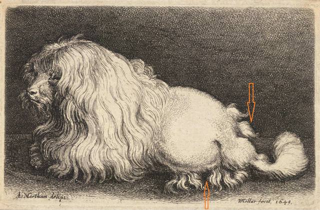 17th-century-engraving-poodle Разметка