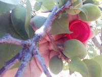 VFL.RU - ваш фотохостинг